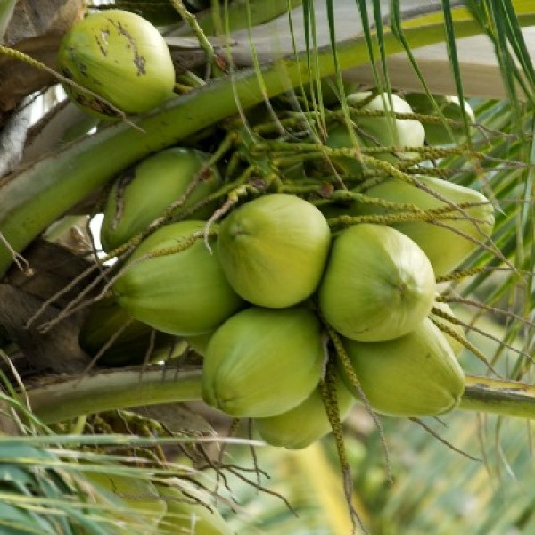 Coconut Green - Nariyal Plant